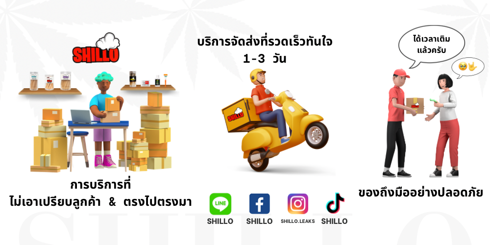 กระดาษโรลพันสำเร็จ SHILLO Mini Size 78มม 50 ชิ้น Natural Pre Rolled Cone